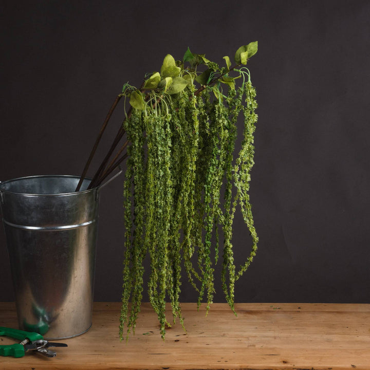 Green Amaranthus - TidySpaces