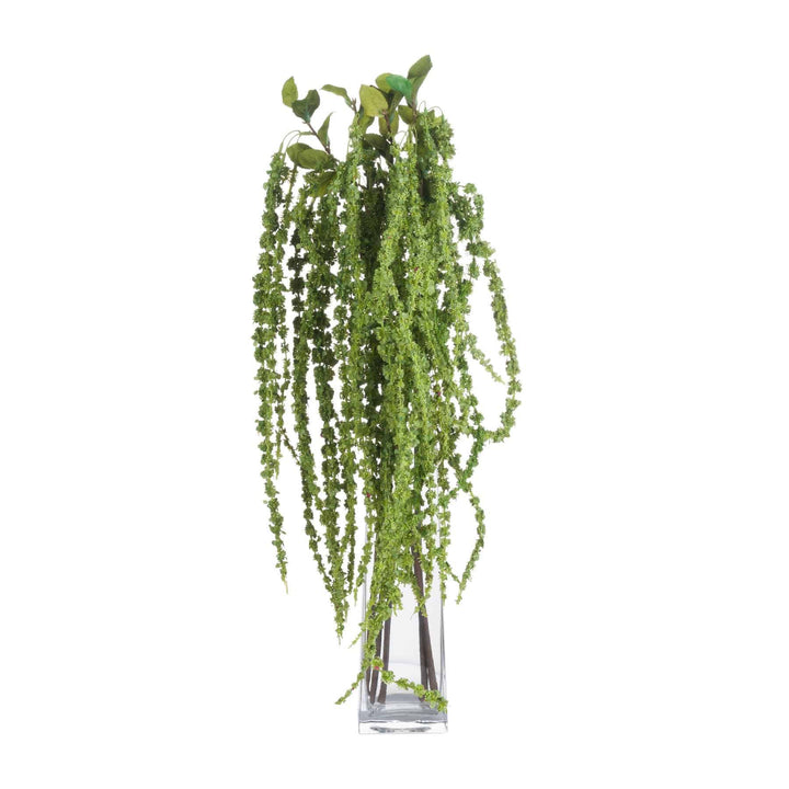 Green Amaranthus - TidySpaces