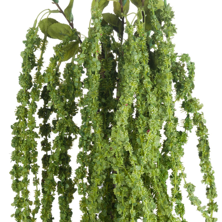 Green Amaranthus - TidySpaces