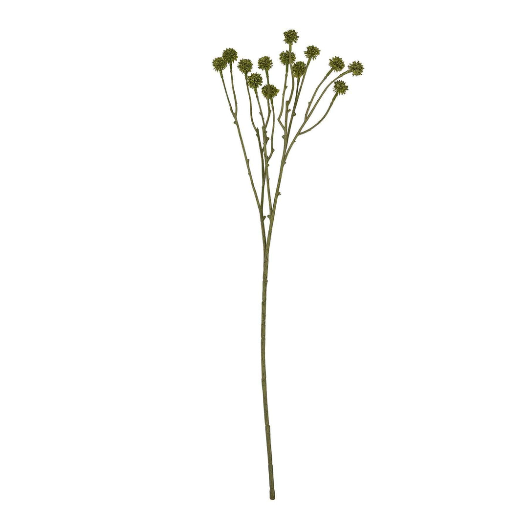 Green Craspedia Stem - TidySpaces