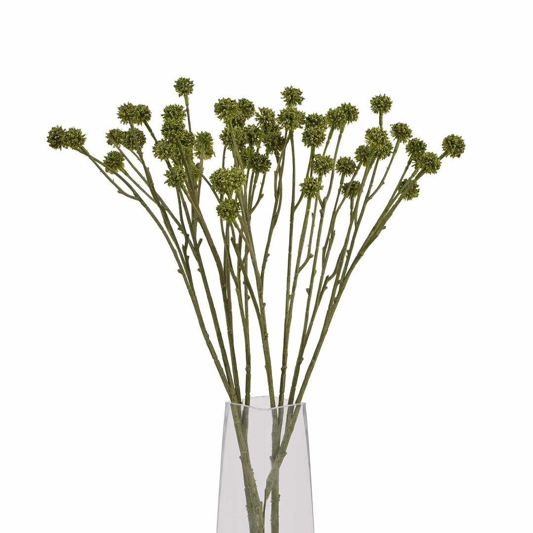 Green Craspedia Stem - TidySpaces