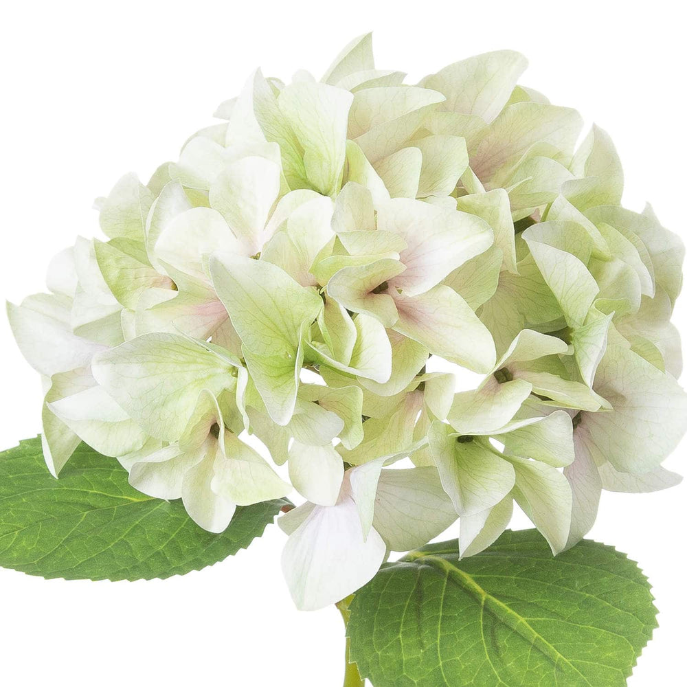 Shabby Green Single Hydrangea - TidySpaces