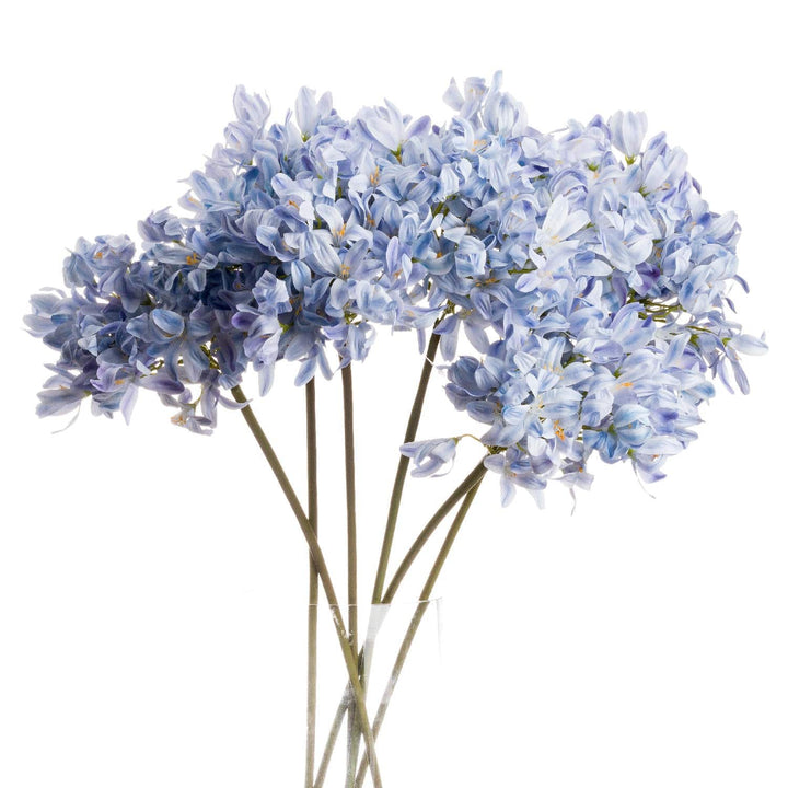 Light Blue Large Headed Agapanthus - TidySpaces