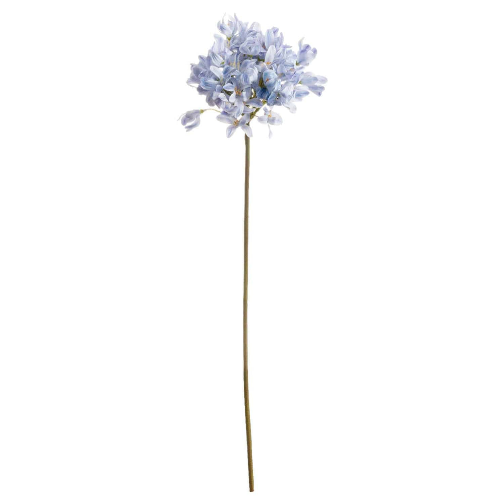 Light Blue Large Headed Agapanthus - TidySpaces