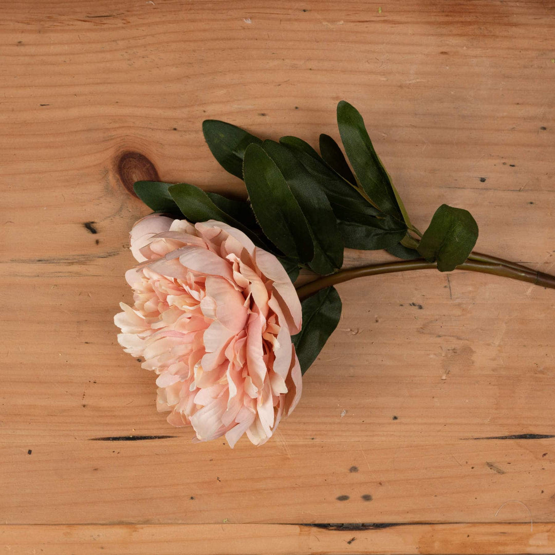 Peach Peony Rose - TidySpaces