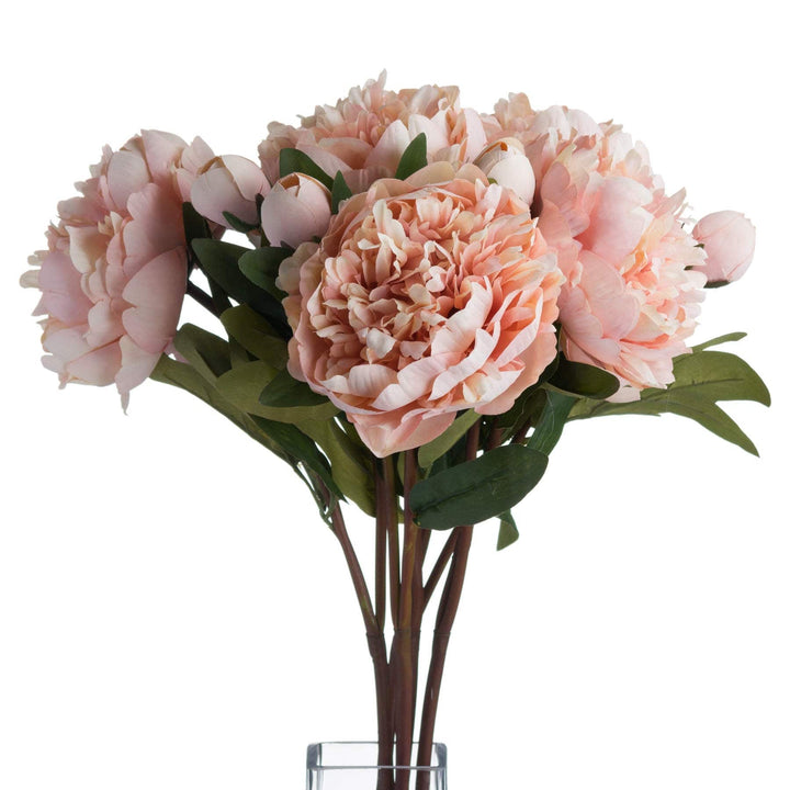 Peach Peony Rose - TidySpaces