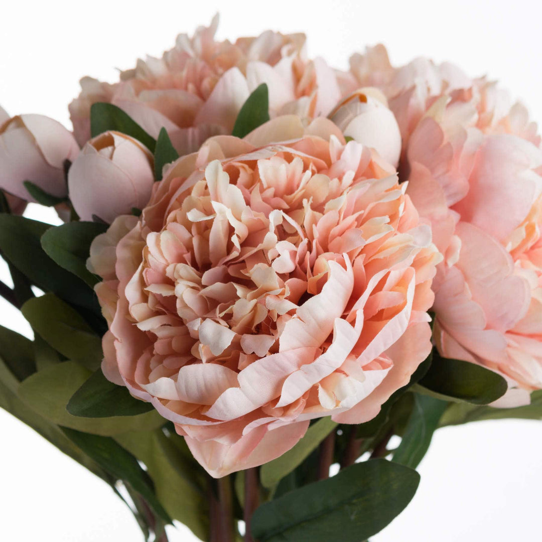 Peach Peony Rose - TidySpaces