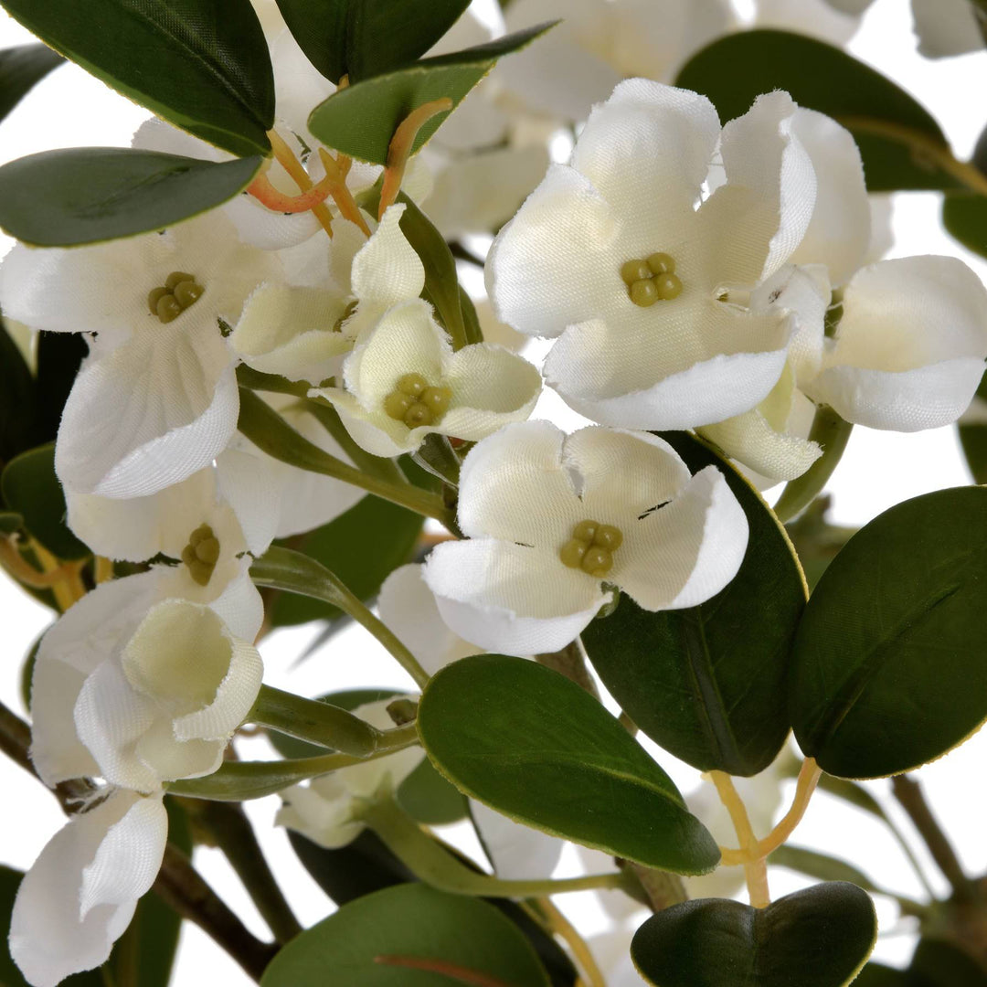 White Spring Mock Orange Flower - TidySpaces