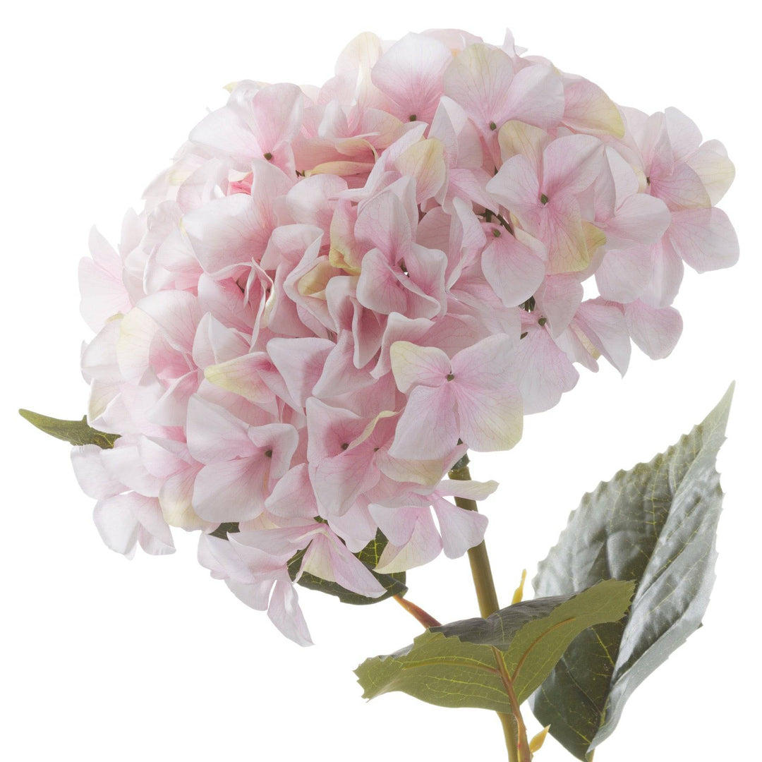 Giant Pink Hydrangea - TidySpaces