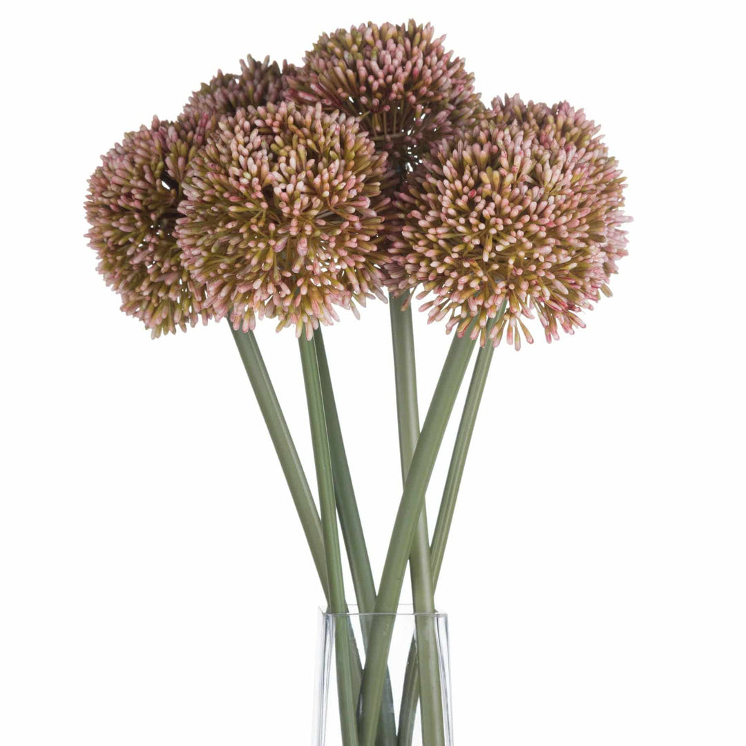 Pink Allium - TidySpaces