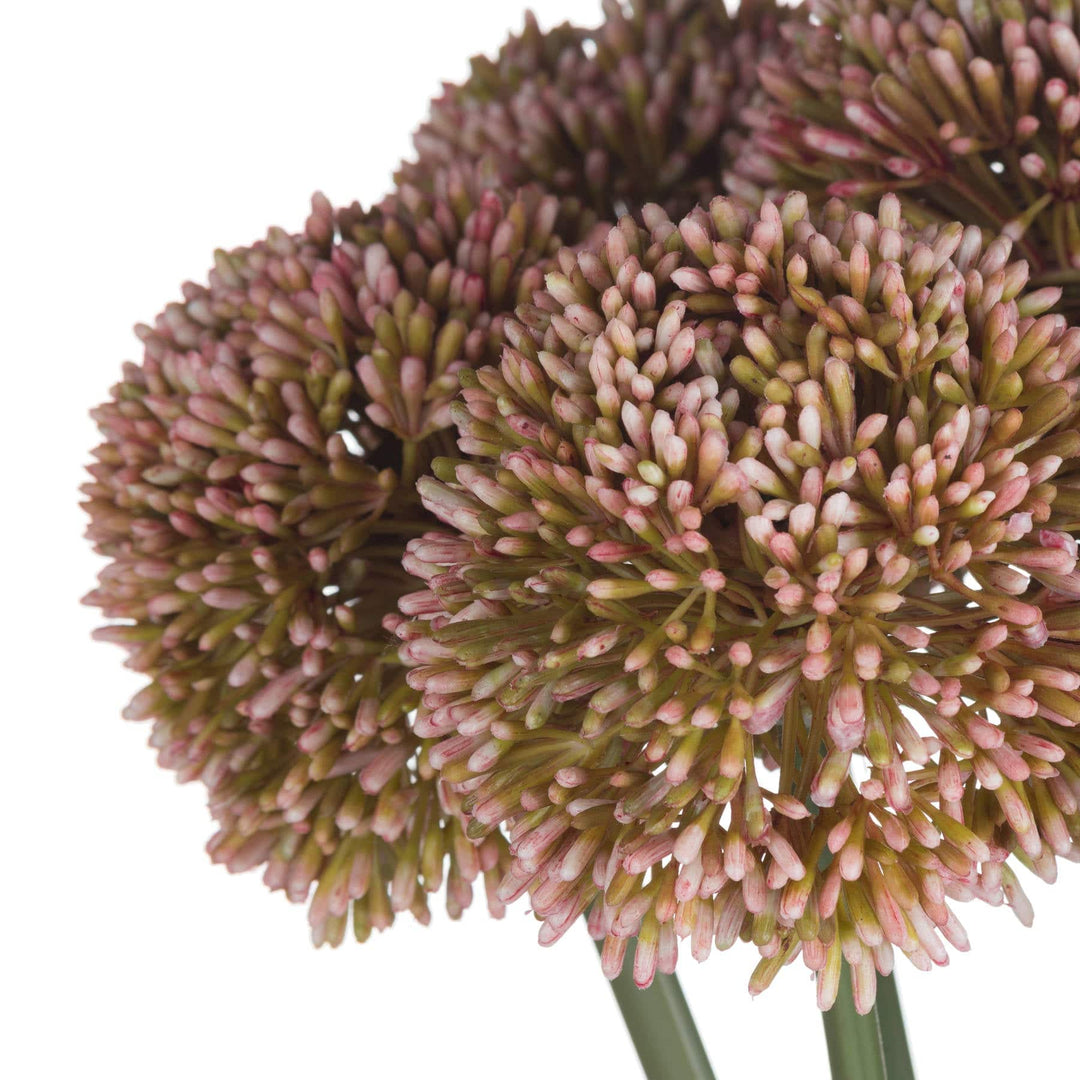 Pink Allium - TidySpaces