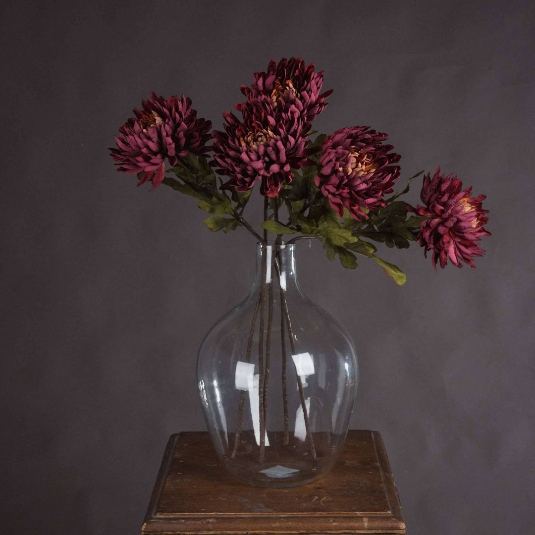 Autumn Spider Chrysanthemum - TidySpaces