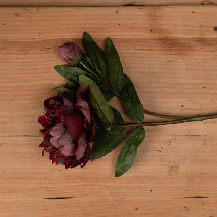 Burgundy Peony Rose - TidySpaces