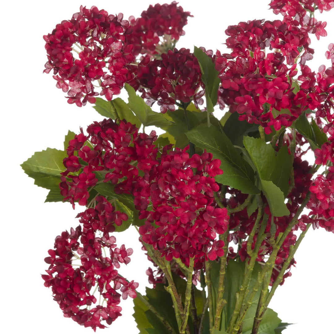 Red Autumnal Viburnum - TidySpaces