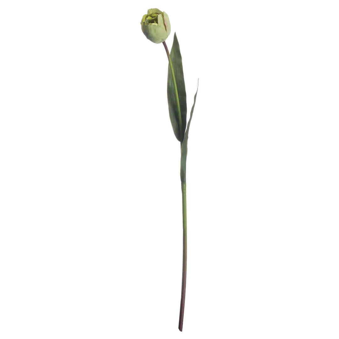 Green Tulip - TidySpaces