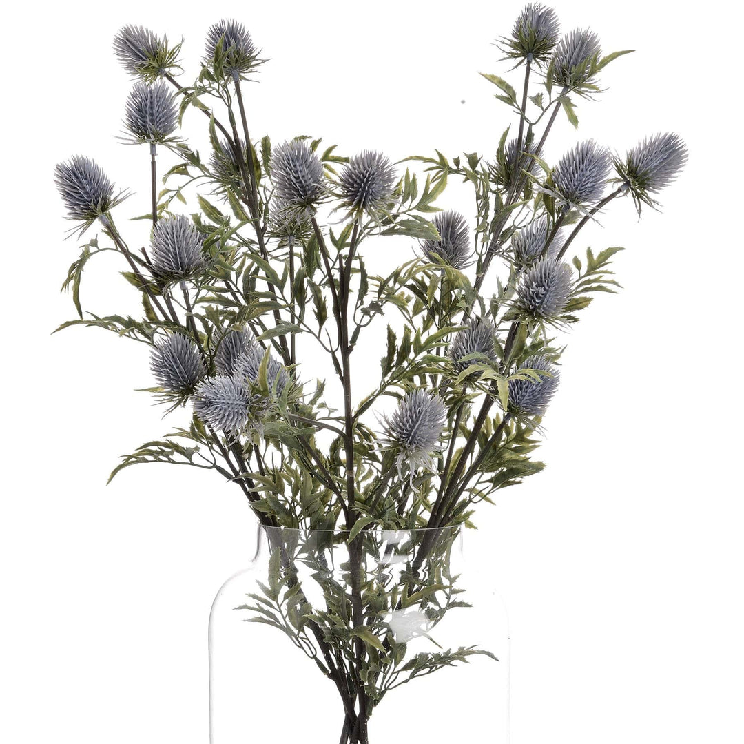 Eryngium Blue Thistle - TidySpaces