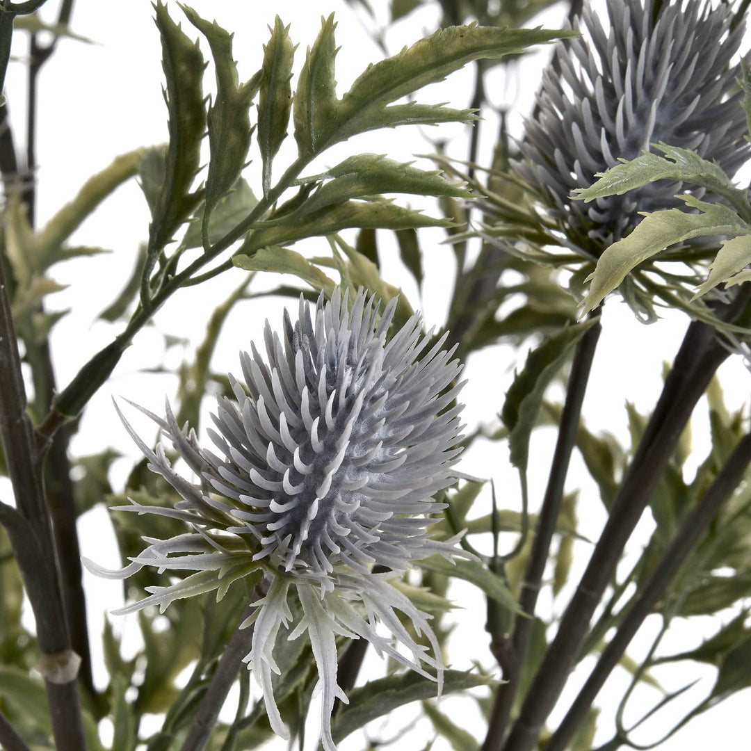 Eryngium Blue Thistle - TidySpaces