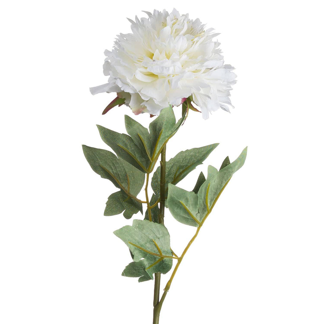 Classic White Peony - TidySpaces