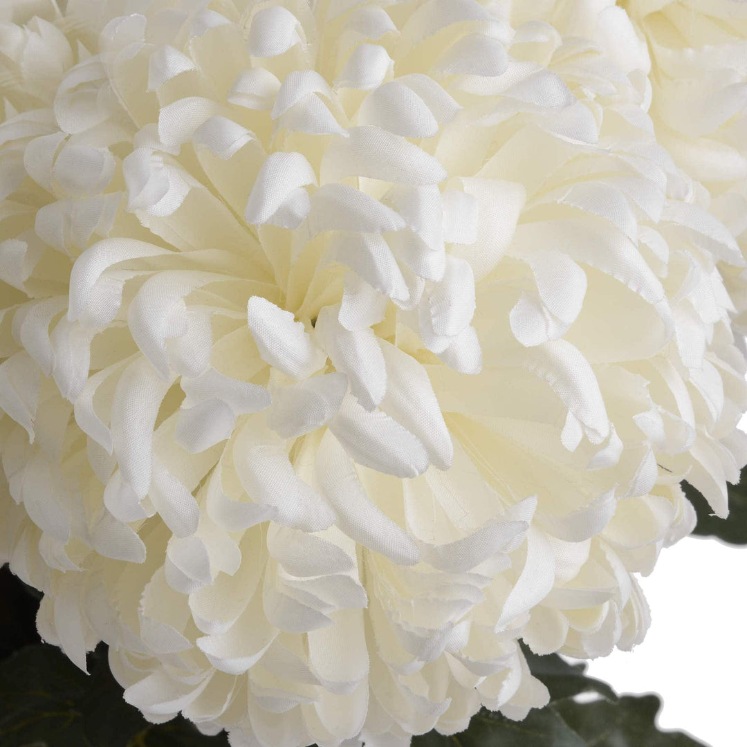 Large White Chrysanthemum - TidySpaces