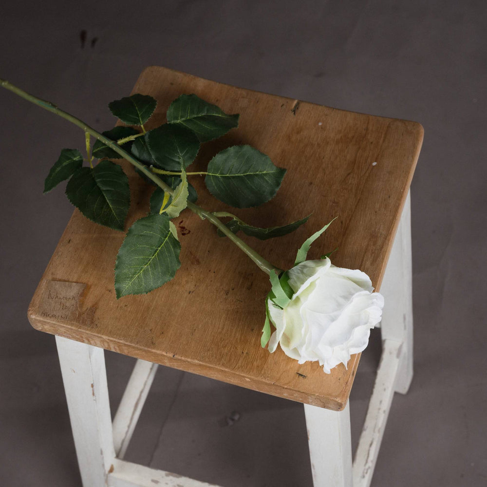 Traditional White Rose - TidySpaces