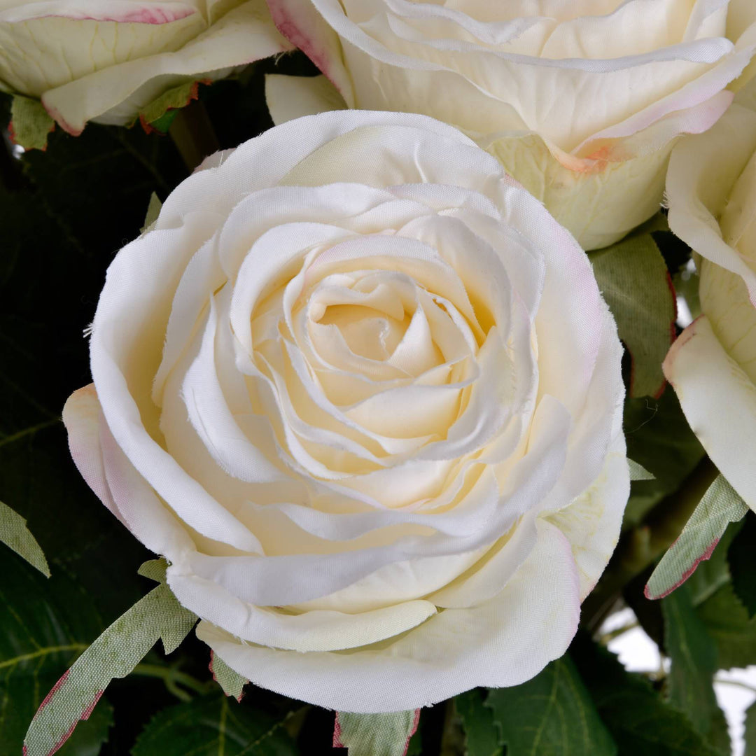 Traditional White Rose - TidySpaces