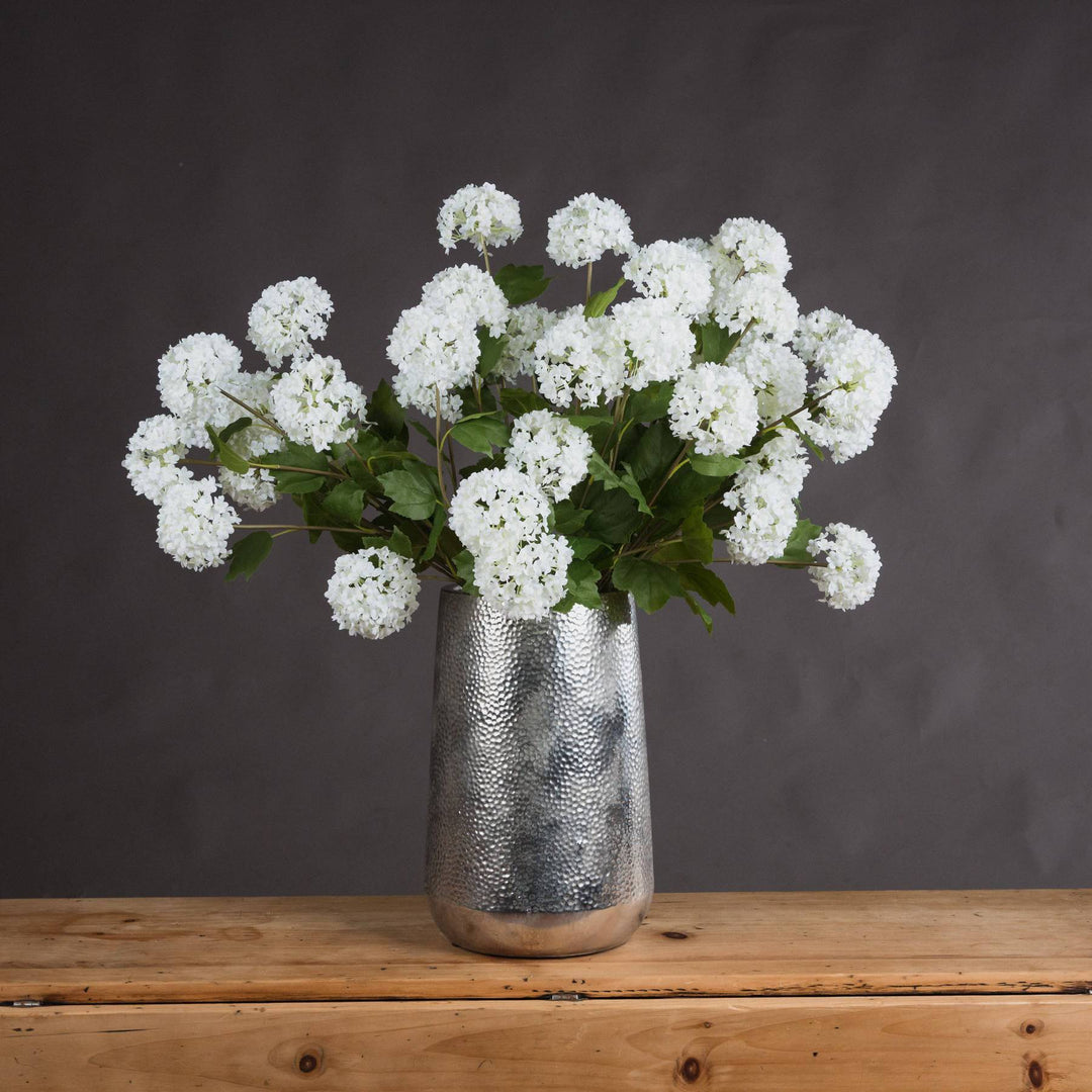 Viburnum Opulus - TidySpaces