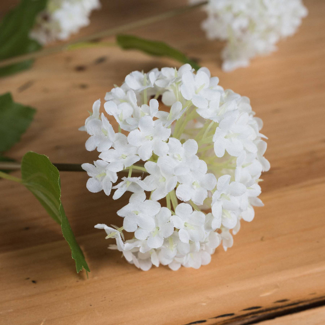 Viburnum Opulus - TidySpaces