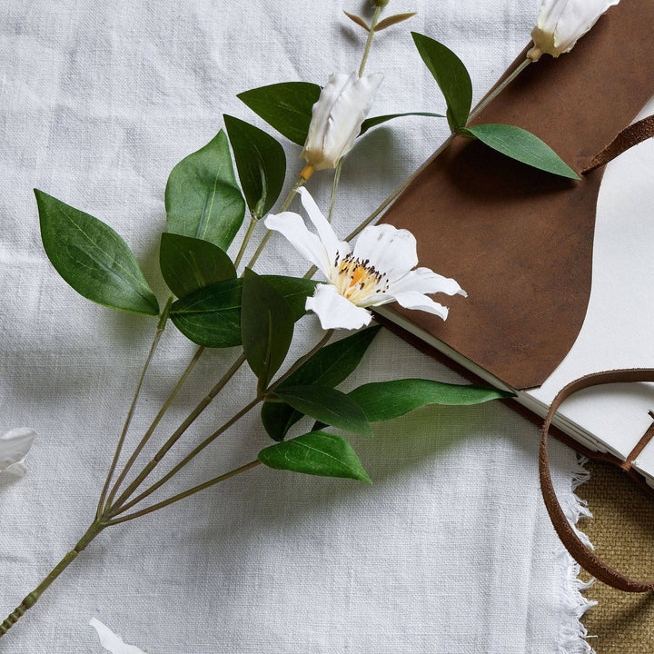 White Florida Clematis - TidySpaces