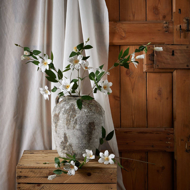 White Florida Clematis - TidySpaces