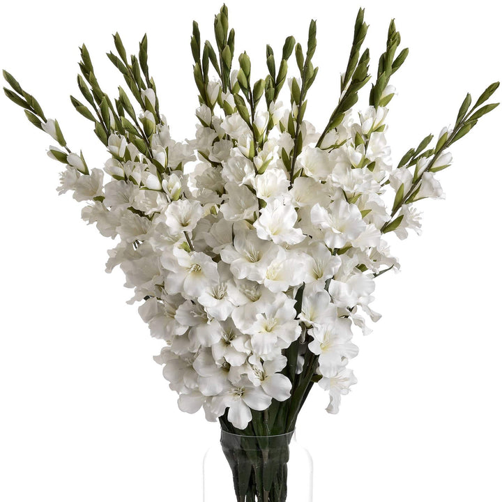 White Gladioli - TidySpaces