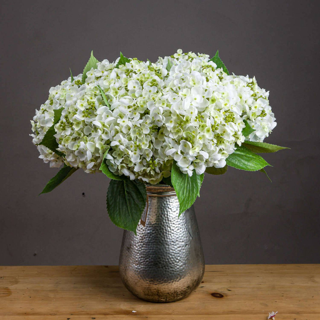 White Lace Cap Hydrangea - TidySpaces