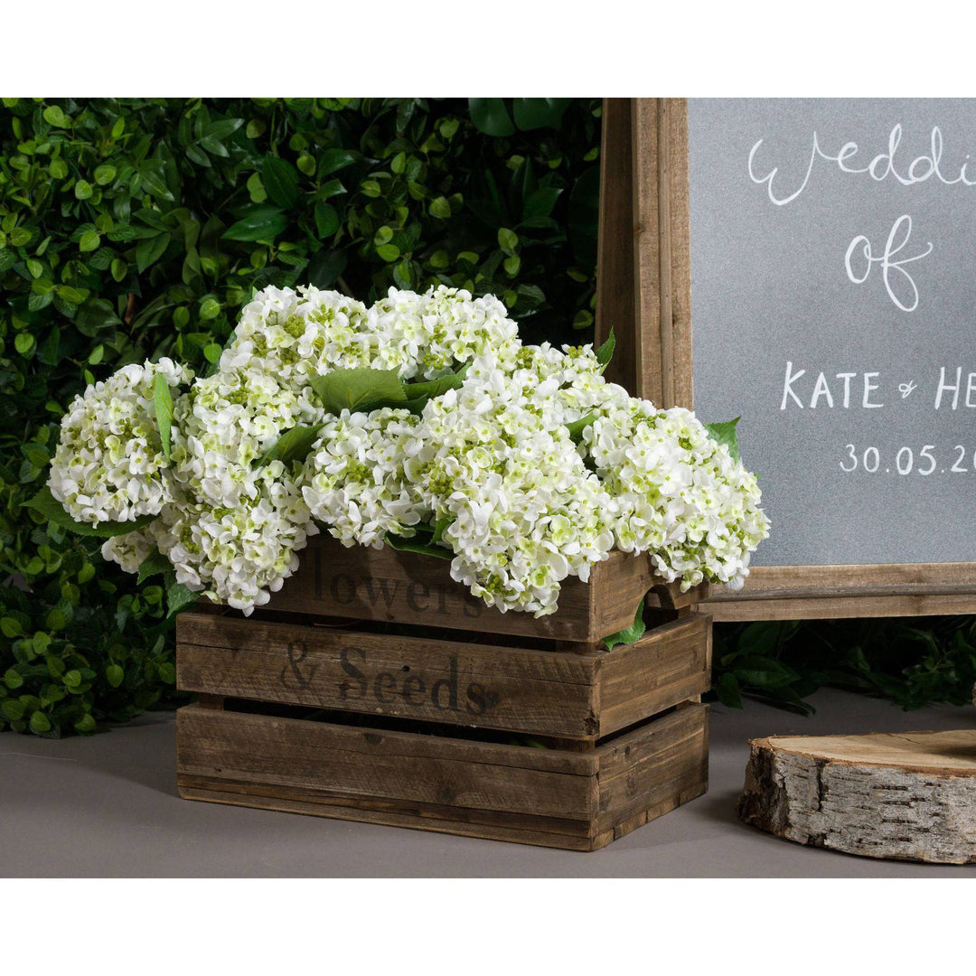 White Lace Cap Hydrangea - TidySpaces