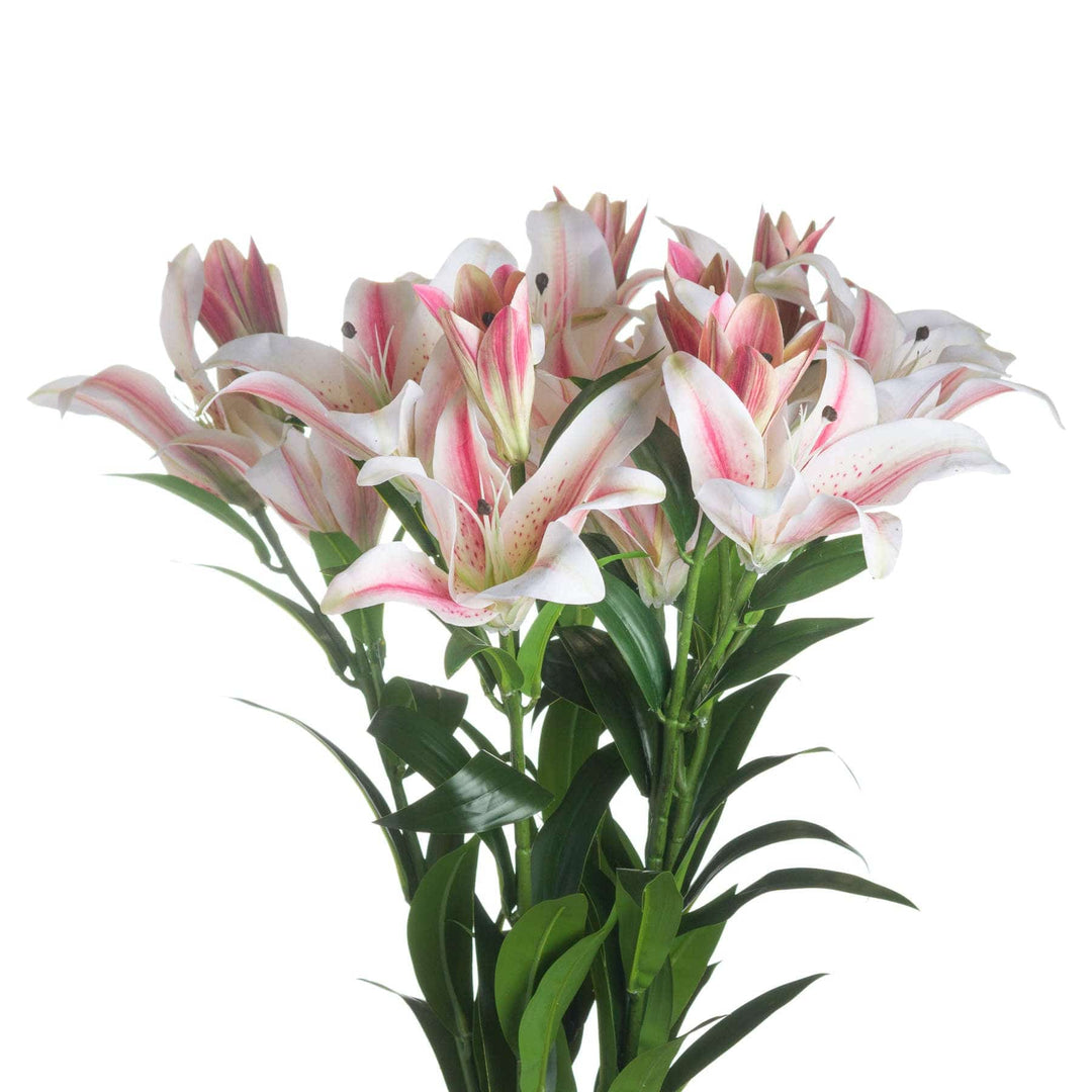 Stargazer Lily - TidySpaces