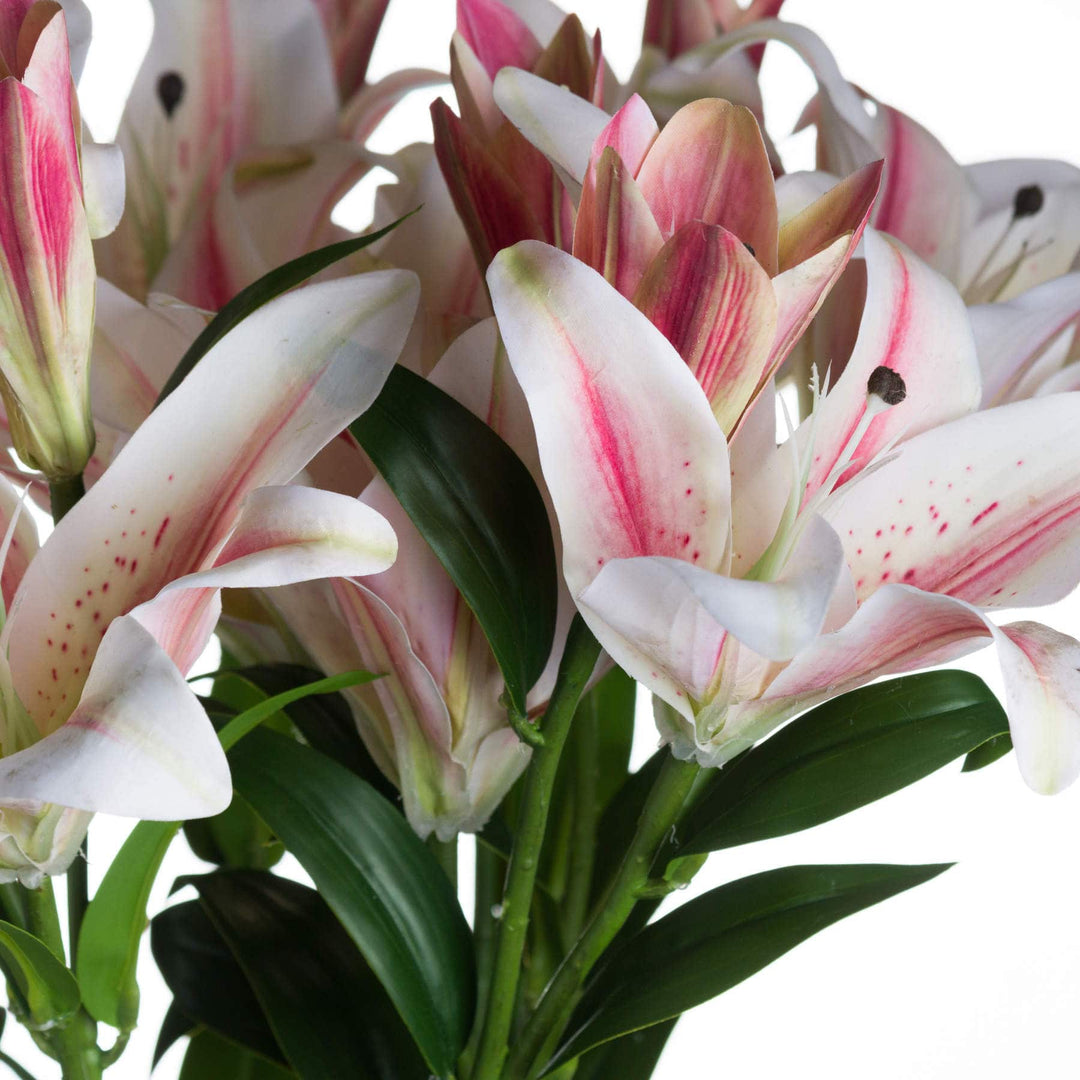 Stargazer Lily - TidySpaces