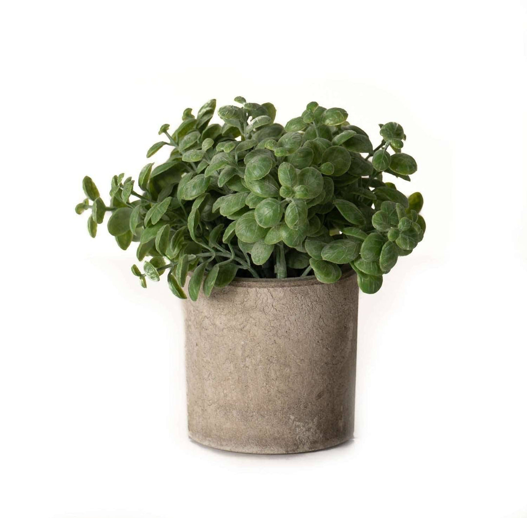 Basil Plant In Stone Effect Pot - TidySpaces