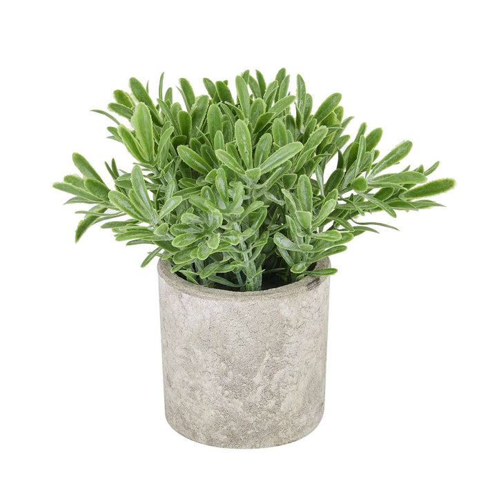 Buxus Plant In Stone Effect Pot - TidySpaces