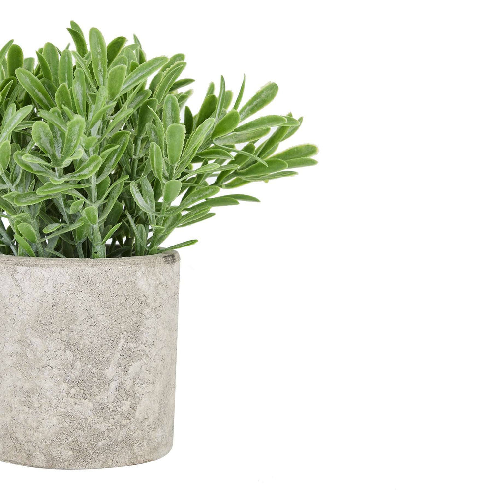 Buxus Plant In Stone Effect Pot - TidySpaces