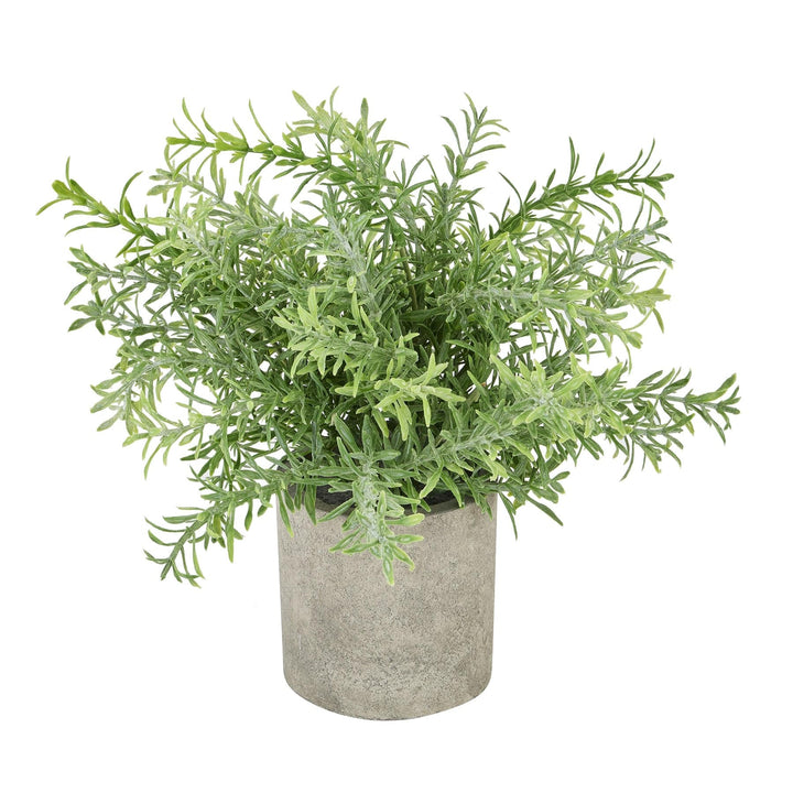 Rosemary Plant In Stone Effect Pot - TidySpaces